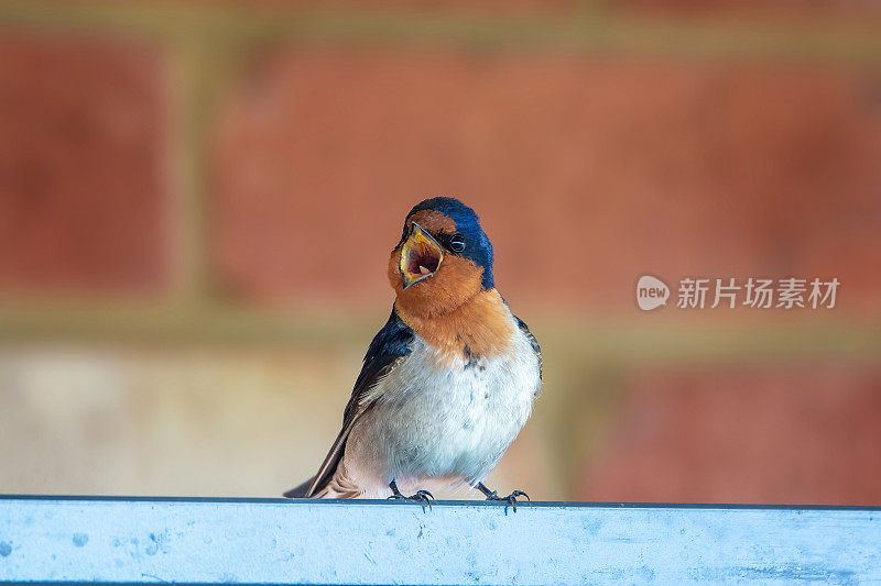 欢迎吞咽(Hirundo neoxena)